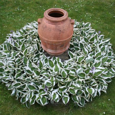 Hosta fortunei Patriot, Blomsterfunkia