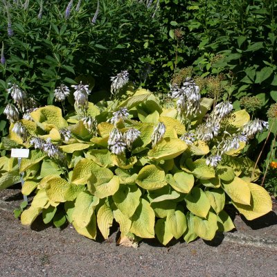 Hosta hybr. Zounds, Funkia, P9cm