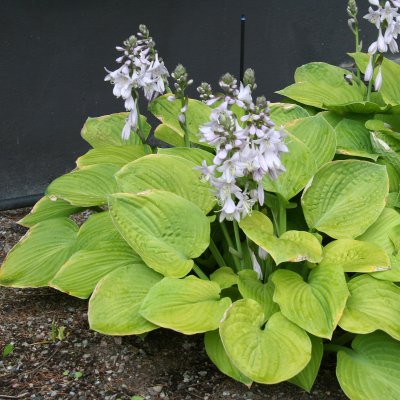 Hosta hybr. August Moon