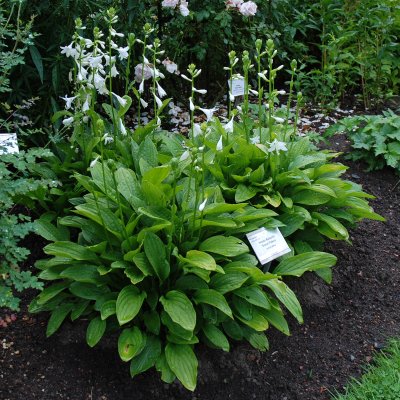 Hosta sieboldii Snow Flakes, Spädfunkia, P9cm