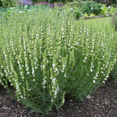Hyssopus officinalis Alba, Isop