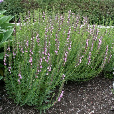 Hyssopus officinalis Roseus, Isop