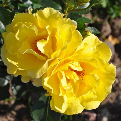 floribunda Sunsprite (Friesia, Korresia), Floribundaros, barrot 1st