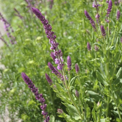 Salvia x sylvestris Rose Queen