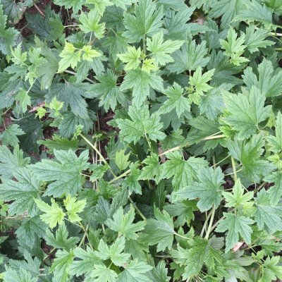 Ribes glandulosum Alaska E, Krypmåbär, busk C3,5