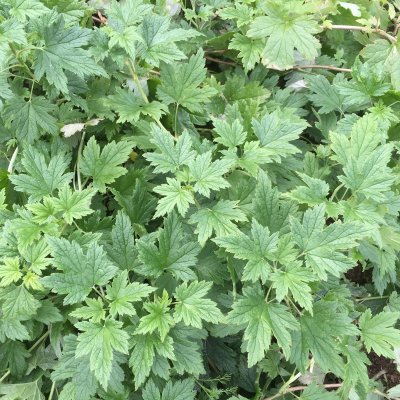 Ribes glandulosum Alaska E, Krypmåbär, busk C3,5