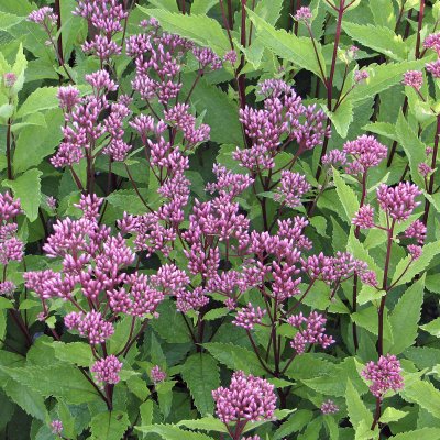 Eutrochium (Eupatorium) maculatum Purple Bush