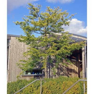 Gleditsia triacanthos Sunburst
