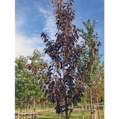 Prunus serrulata Royal Burgundy, Japansk Prydnadskörsbär