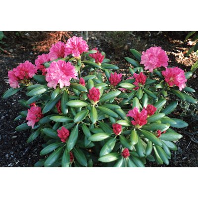Rhododendron yak. Kalinka, Rododendron
