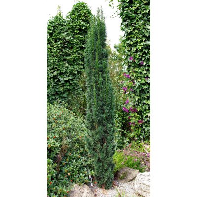 Taxus baccata Fastigiata Robusta