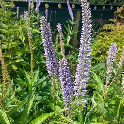 Veronicastrum virginicum Apollo, Kransveronika, P9cm