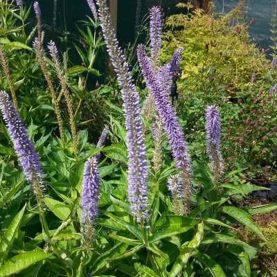 Veronicastrum virginicum Apollo, Kransveronika, P9cm
