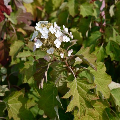 Hydrangea quercifolia
