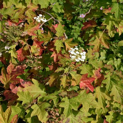 Hydrangea quercifolia