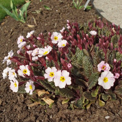 Primula pruhoniciana Garryarde Guinevere, Violviva, P9cm