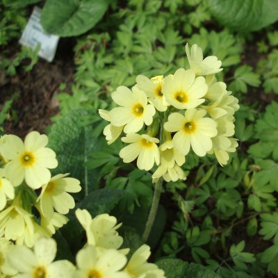 Primula elatior, Lundviva