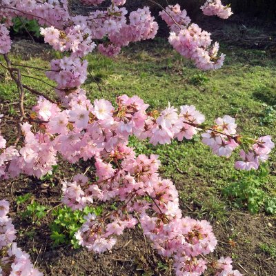 Prunus Accolade