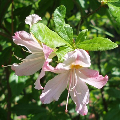 Rhododendron Knap Hill Irene Koster