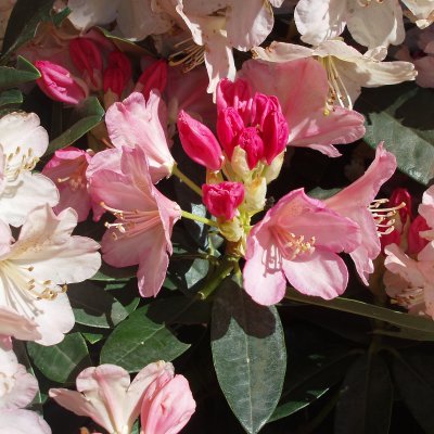 Rhododendron yak. Dreamland, Rododendron Stam, 80 stam C5