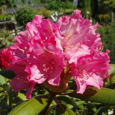 Rhododendron yak. Kalinka, Rododendron