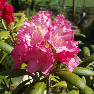 Rhododendron yak. Kalinka, Rododendron