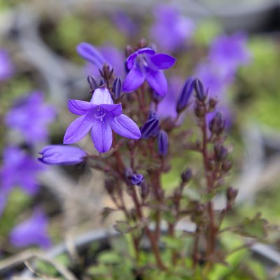 Campanula portenschlagiana Catharina