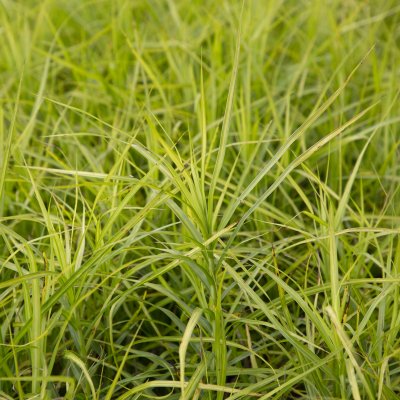 Carex muskingumensis Silberstreif, Palmstarr, SQ1