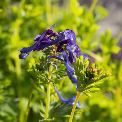 Corydalis calycosa, Safirnunneört, P9cm