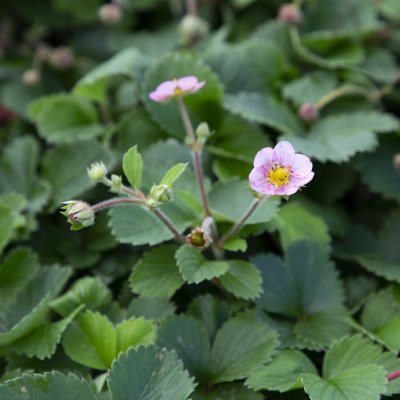 Fragaria vesca Rosea, Smultron