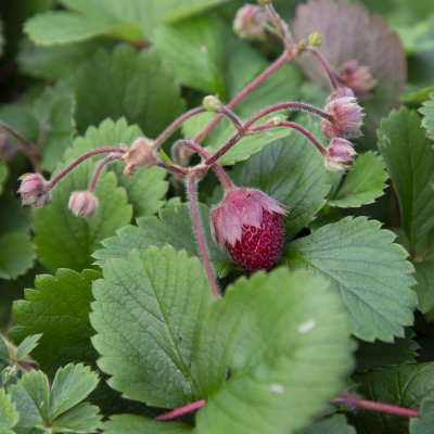 Fragaria vesca Rosea, Smultron