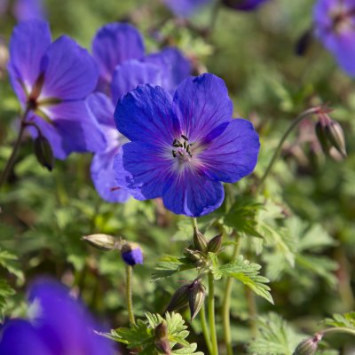 Geranium himalayense Gravetye