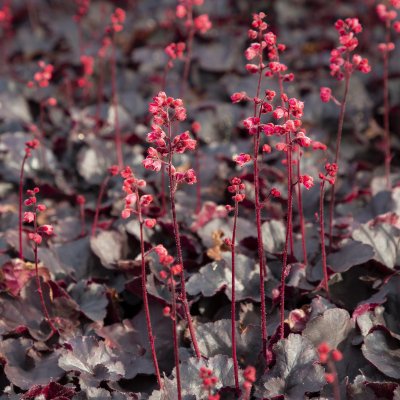 Heuchera hybr. Black Forest Cake, Alunrot, C11cm
