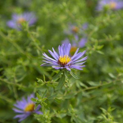 Symphyotrichum (Aster) oblongifolium October Skies, Doftaster, SQ1