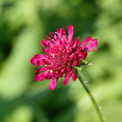Knautia macedonica Red Knight
