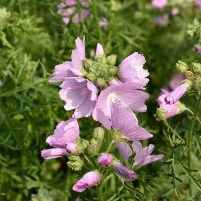 Malva alcea Fastigiata, Rosenmalva