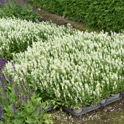 Salvia x sylvestris Schneehugel, Stäppsalvia/Skogssalvia