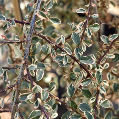Cotoneaster x suecicus Juliette