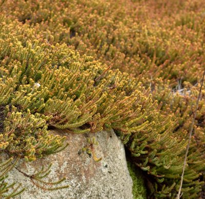 Empetrum nigrum, Kråkbär, P10cm