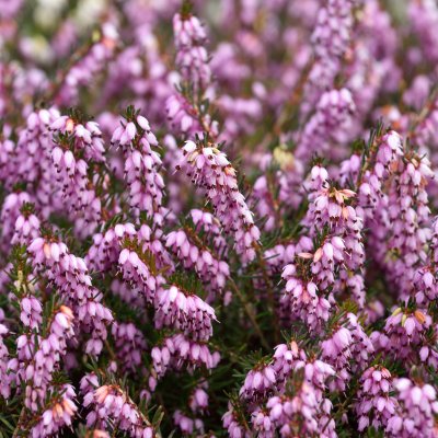 Erica x darleyensis Darley Dale, Darleyljung, P12cm