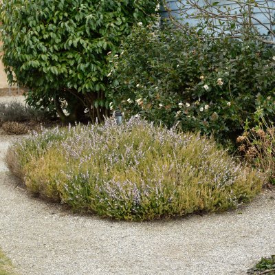 Erica x darleyensis Darley Dale, Darleyljung, P12cm