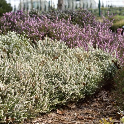 Erica x darleyensis White Perfection, Darleyljung, P12cm