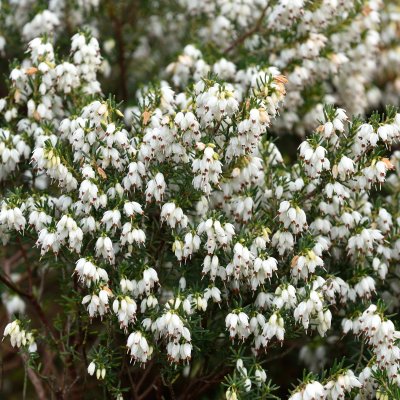 Erica x darleyensis White Perfection, Darleyljung, P12cm