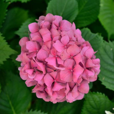 Hydrangea macrophylla Alpenglühen