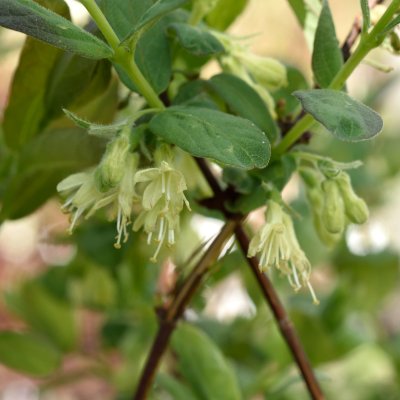 Lonicera caerulea var. kamtschatica Eisbär (Sugar Mountain), Blåbärstry / Honungsbär