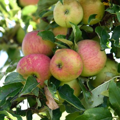 Pelaräpple, Starcats, stam MM106 2-års