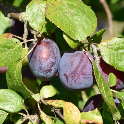 Prunus domestica Avalon