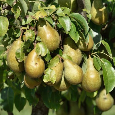 Päron, Anna, stam P. com 2-års