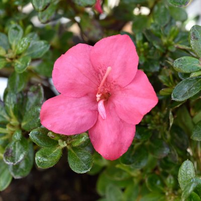 Rhododendron obtusum Anouk