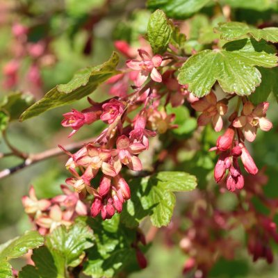 Ribes x gordonianum